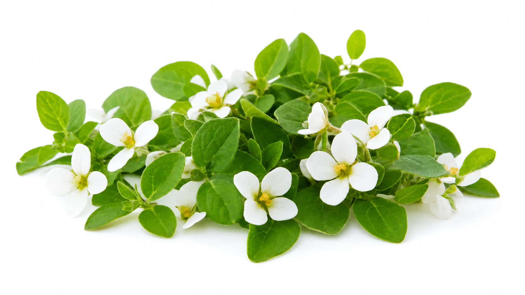 hplc tested bacopa extract