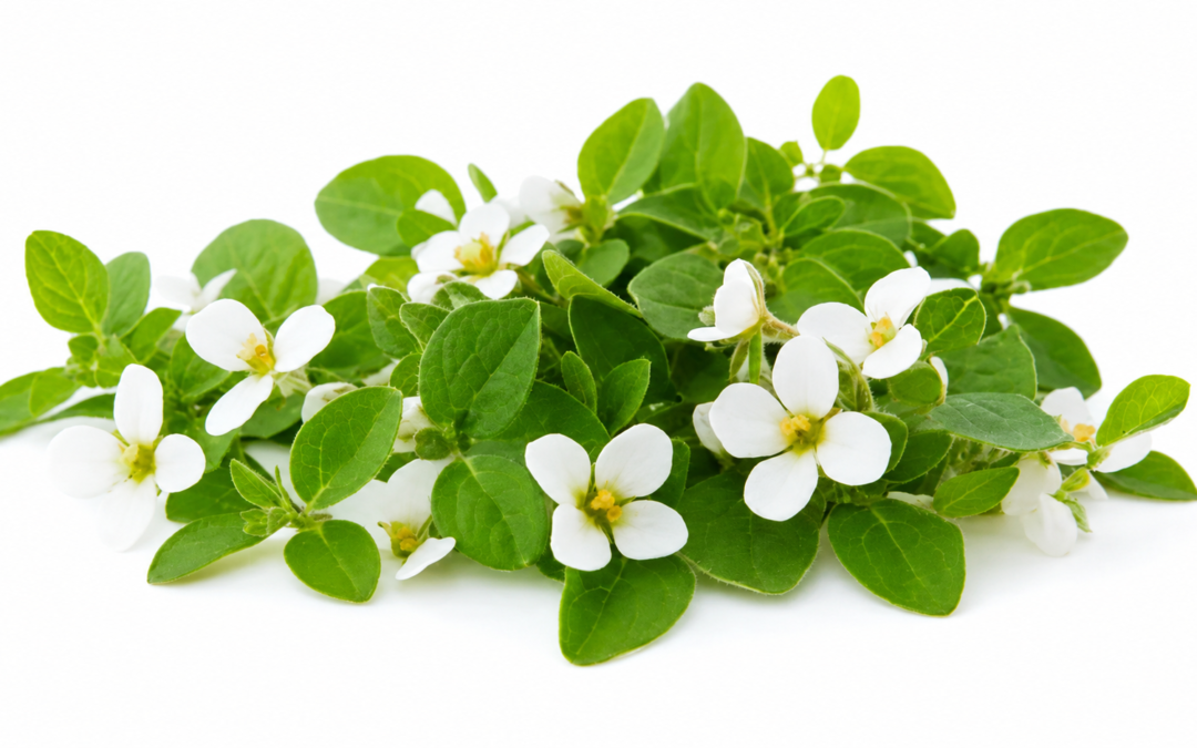 Bacopa Monnieri Extract Manufacturer