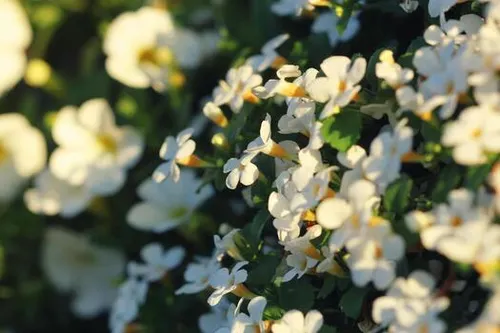 Standardized Bacopa Extracts: Why Bacoside Levels Define Ingredient Quality